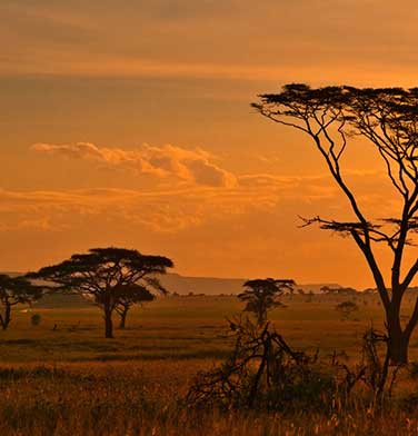 Voyage en Afrique